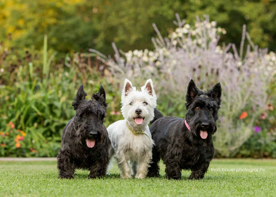 Silent auction winner