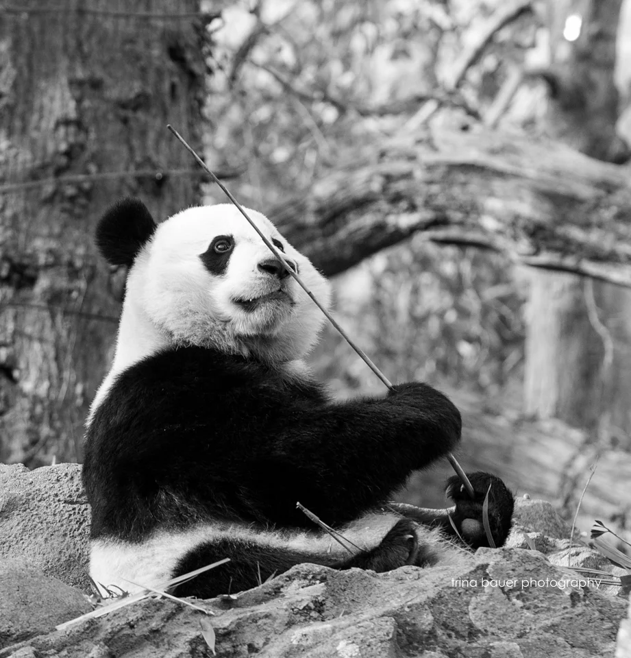 How a panda bear led me to discovering my life's mission