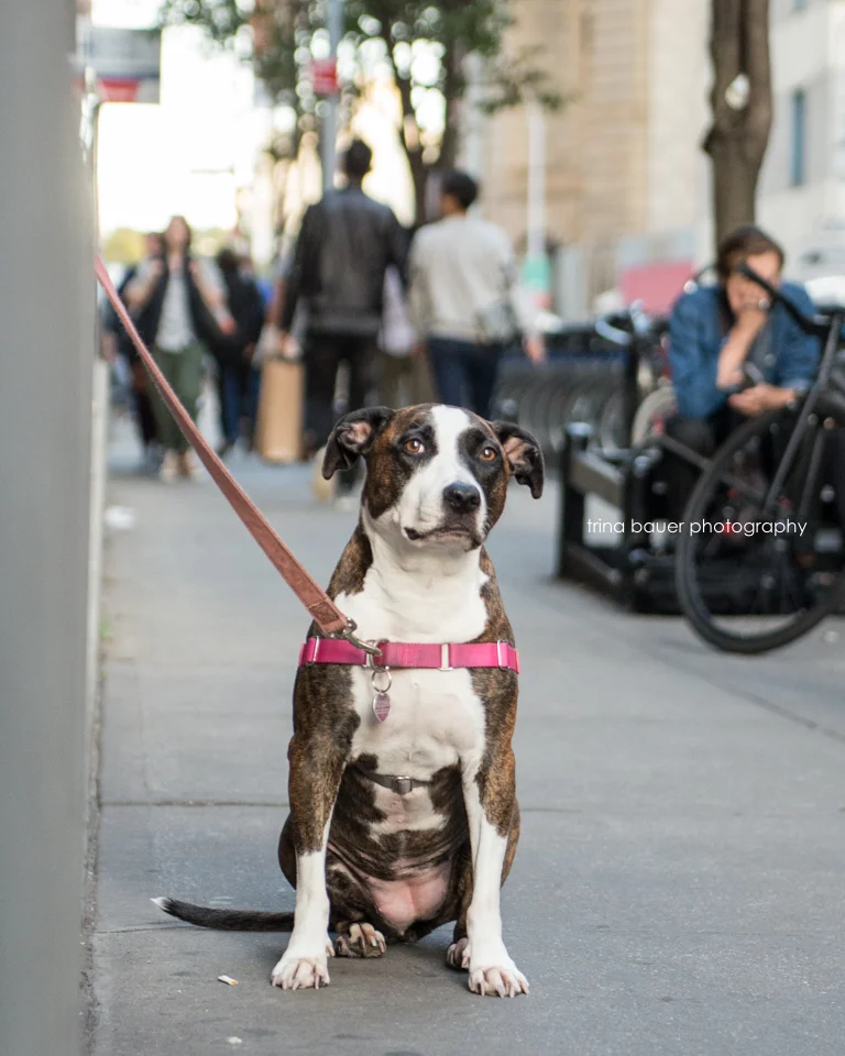 A weekend in New York