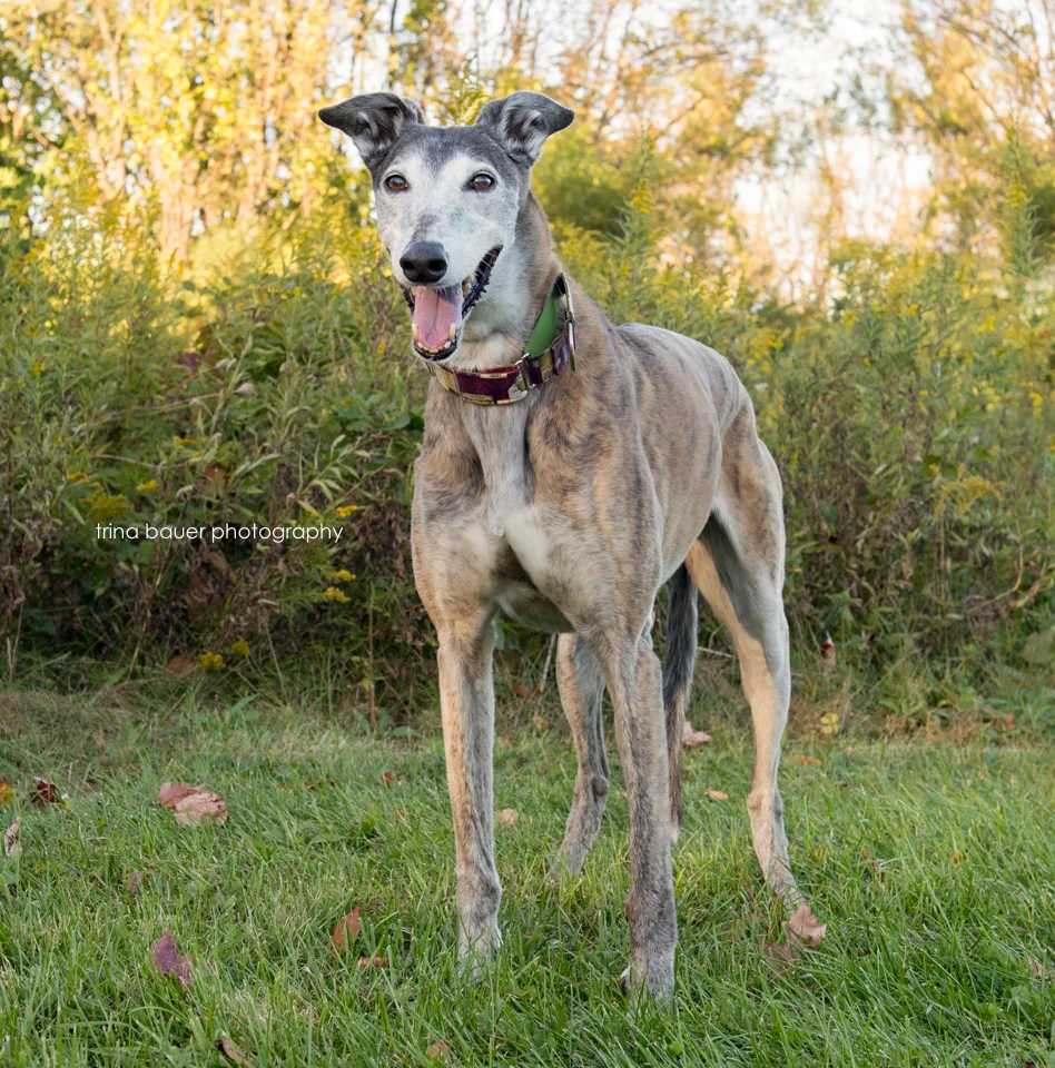 Hayley | State College pet photography