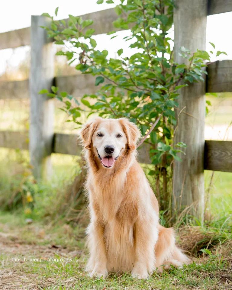Do your pets really care how you talk to them?