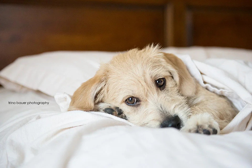 Lessons from the Dog - Take Naps Daily