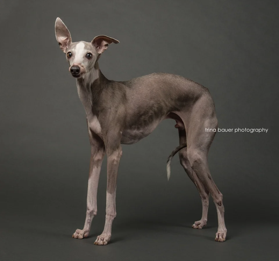 Enzo | State College pet photography session 