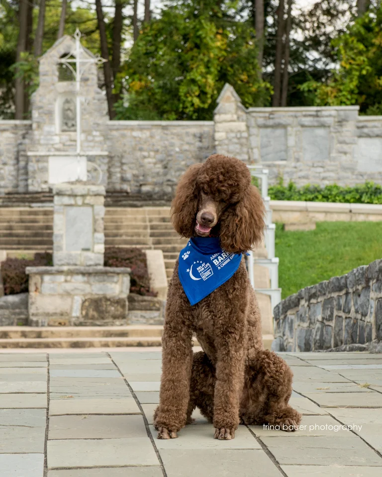 Bark for Life - Part II