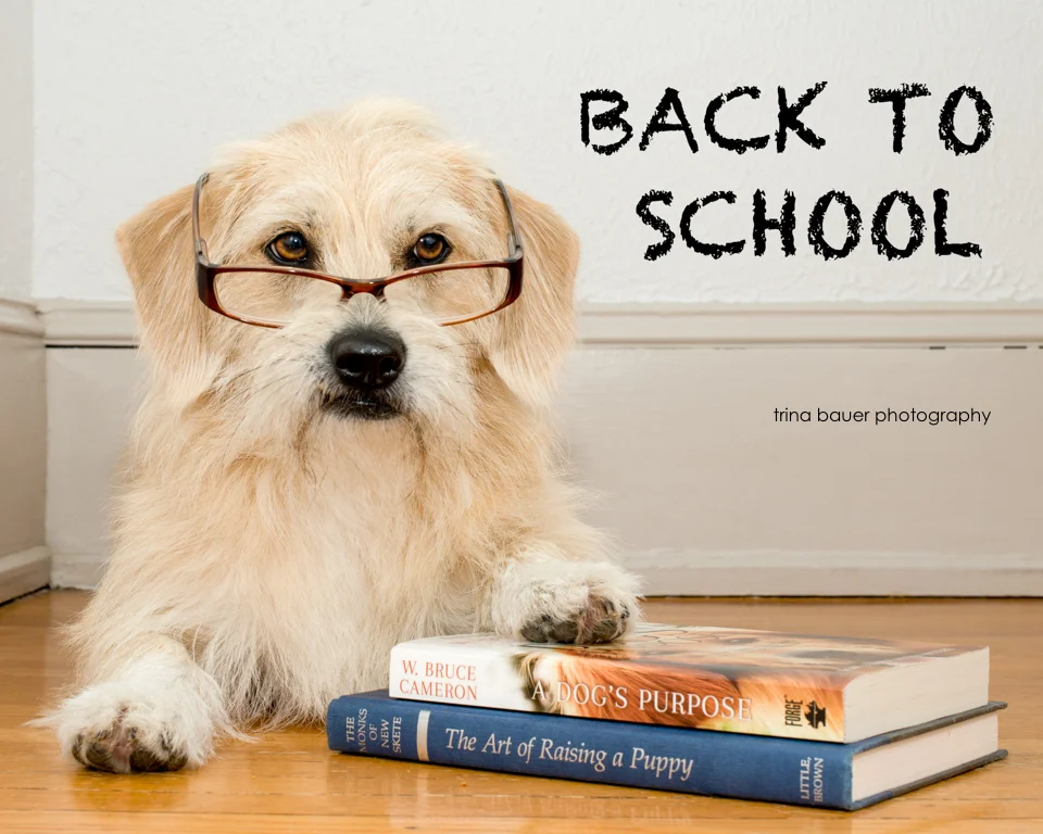 Bark to School