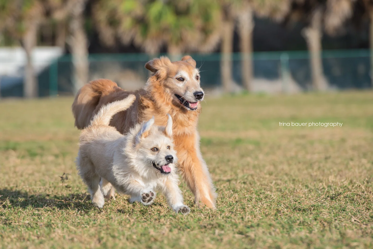 Lessons from the Dog - Play Daily 