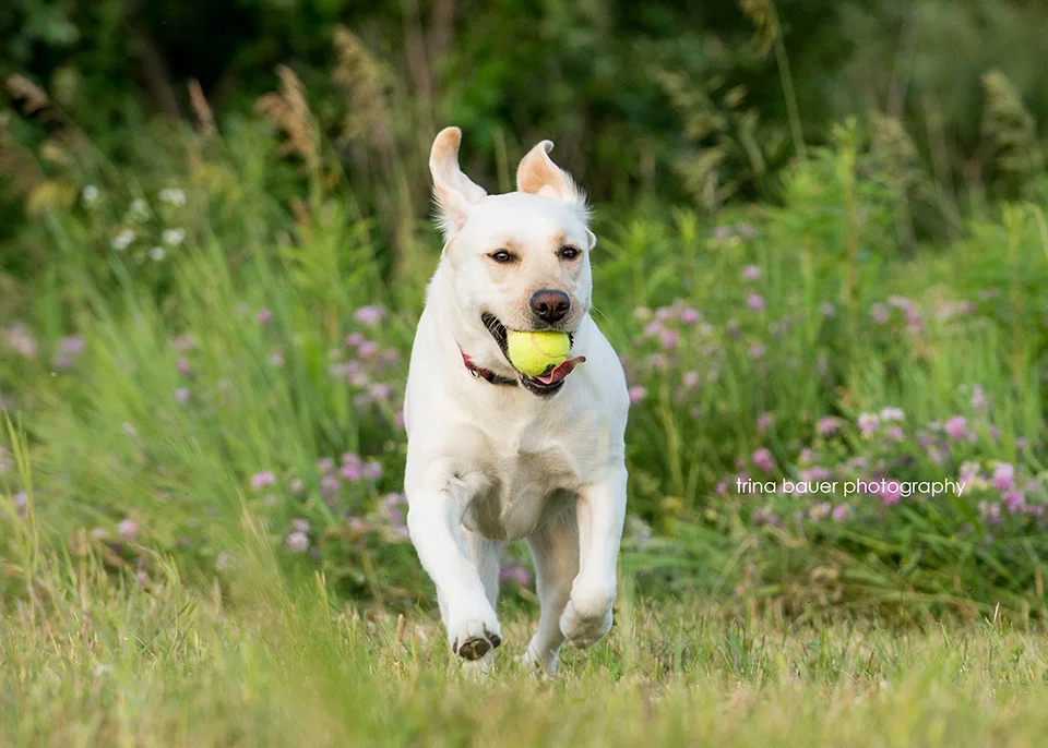 Penn State Dog Session :: Daisy