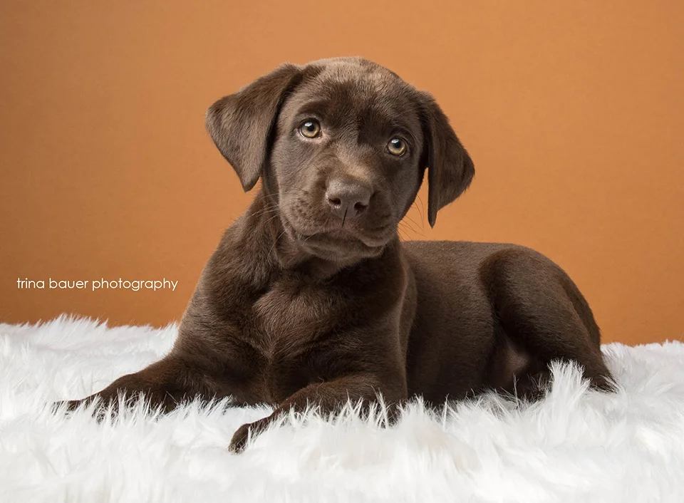 Puppies, puppies and more puppies!