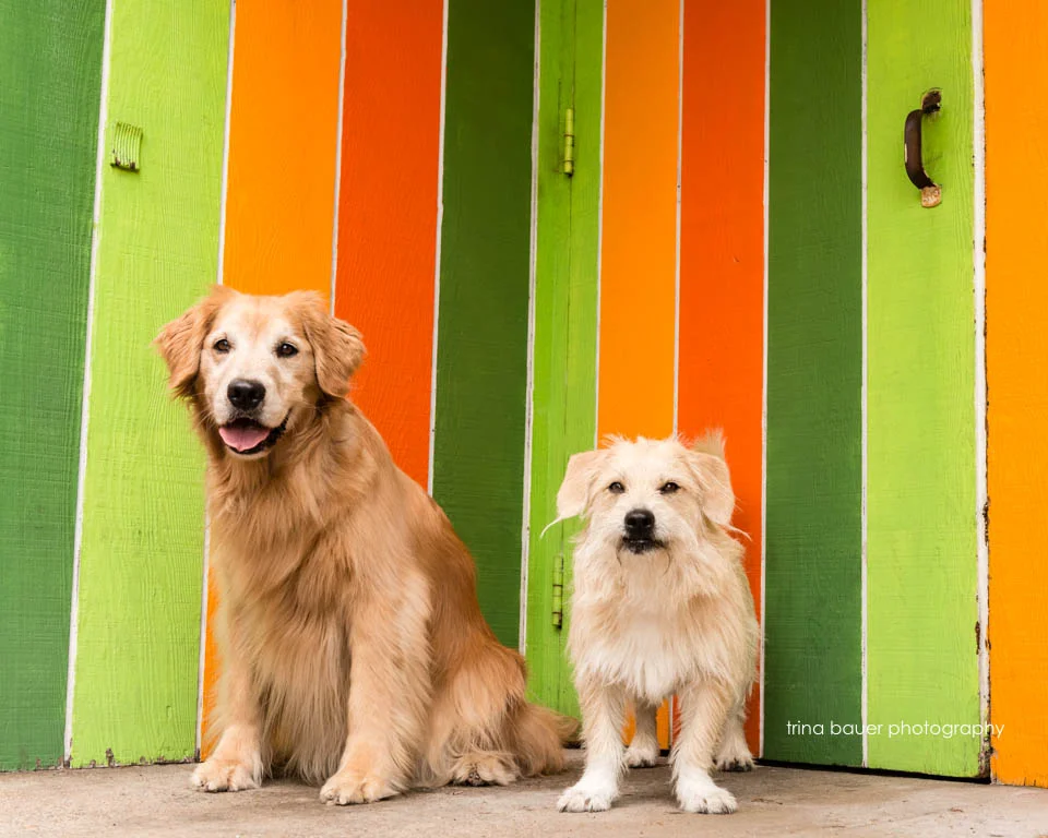 Lessons from the Dog - Be Present