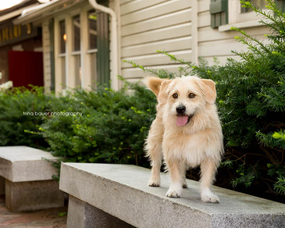 Bad dogs, good owners