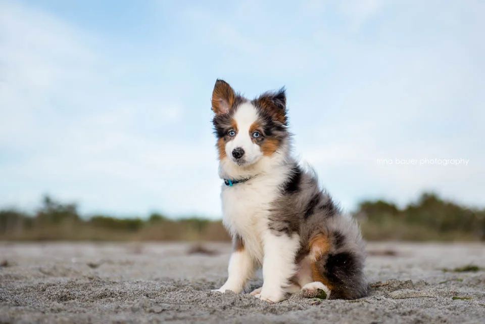 Wilson - how this blue eye pup made a huge impact on me