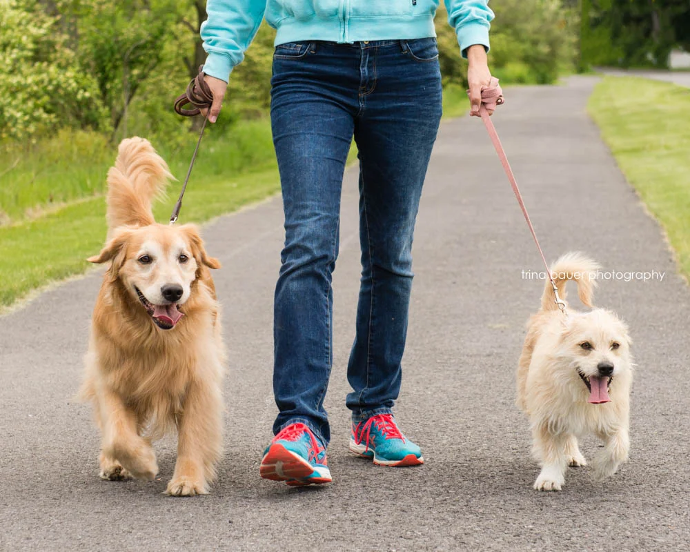 Lessons from the Dog