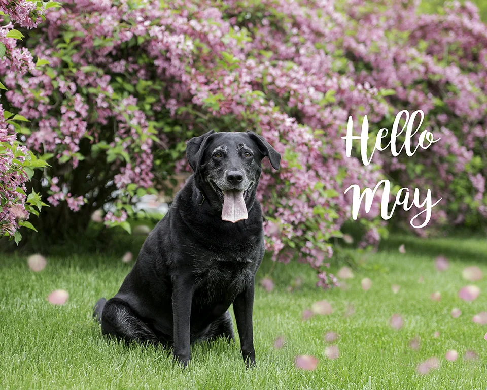 Hello May!