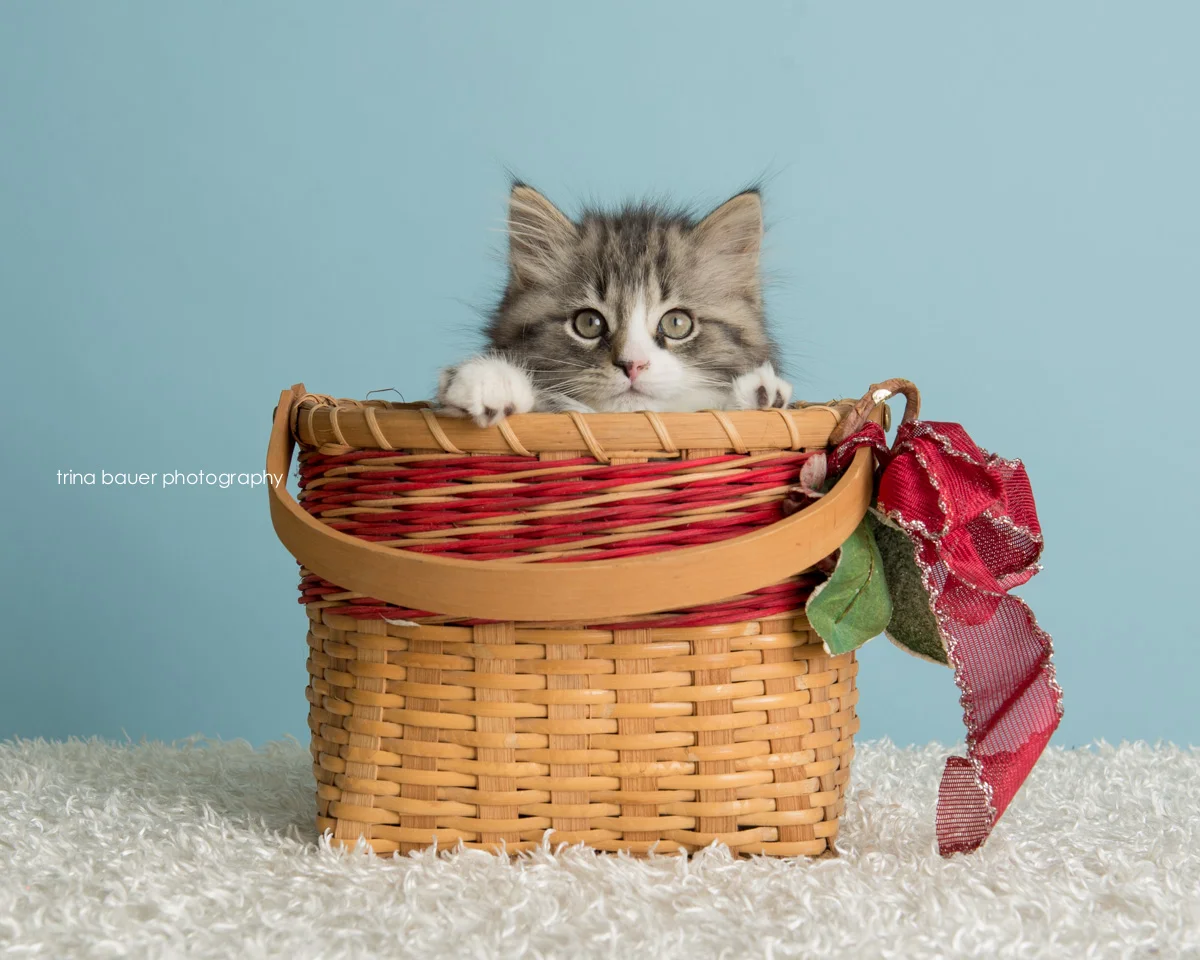 Hundreds of cats and dogs find homes!