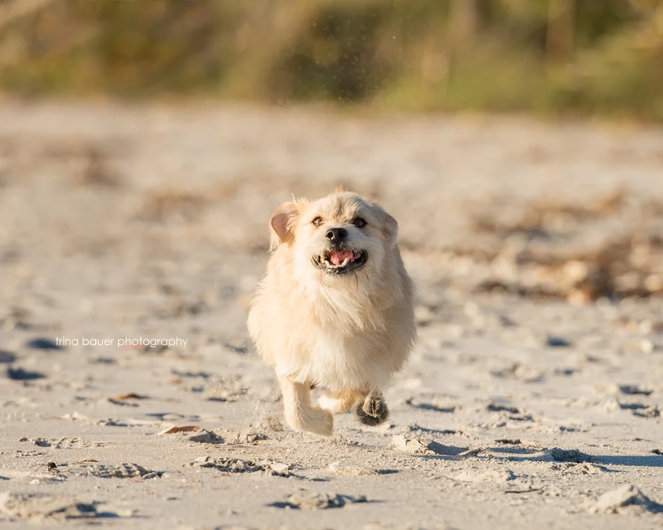 Be considerate - Not all dogs are dog friendly