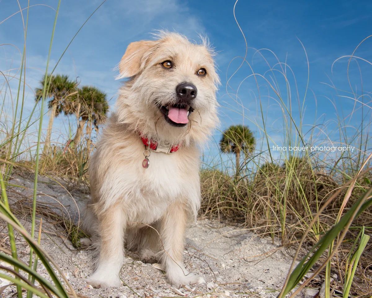 Kita on the beach | Southwest FL pet photographer