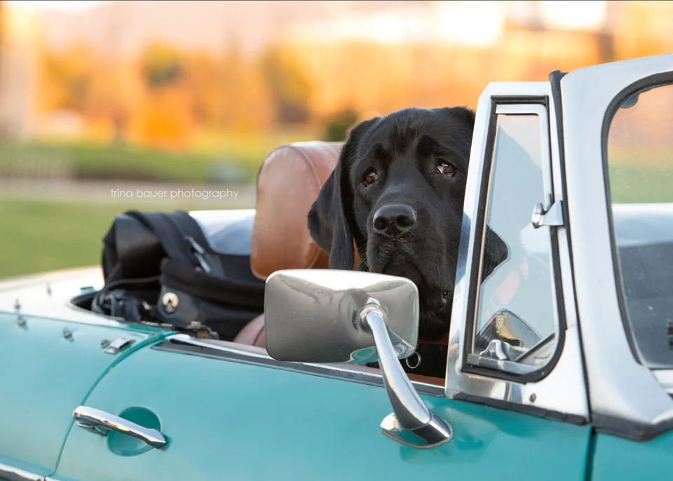 Traveling with your pets