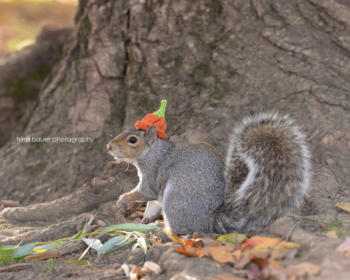 Sneezy the Penn State squirrel 