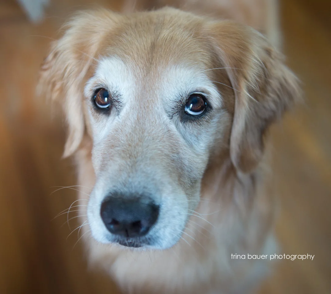 Frosted Pumpkin treats | State College pet photographer