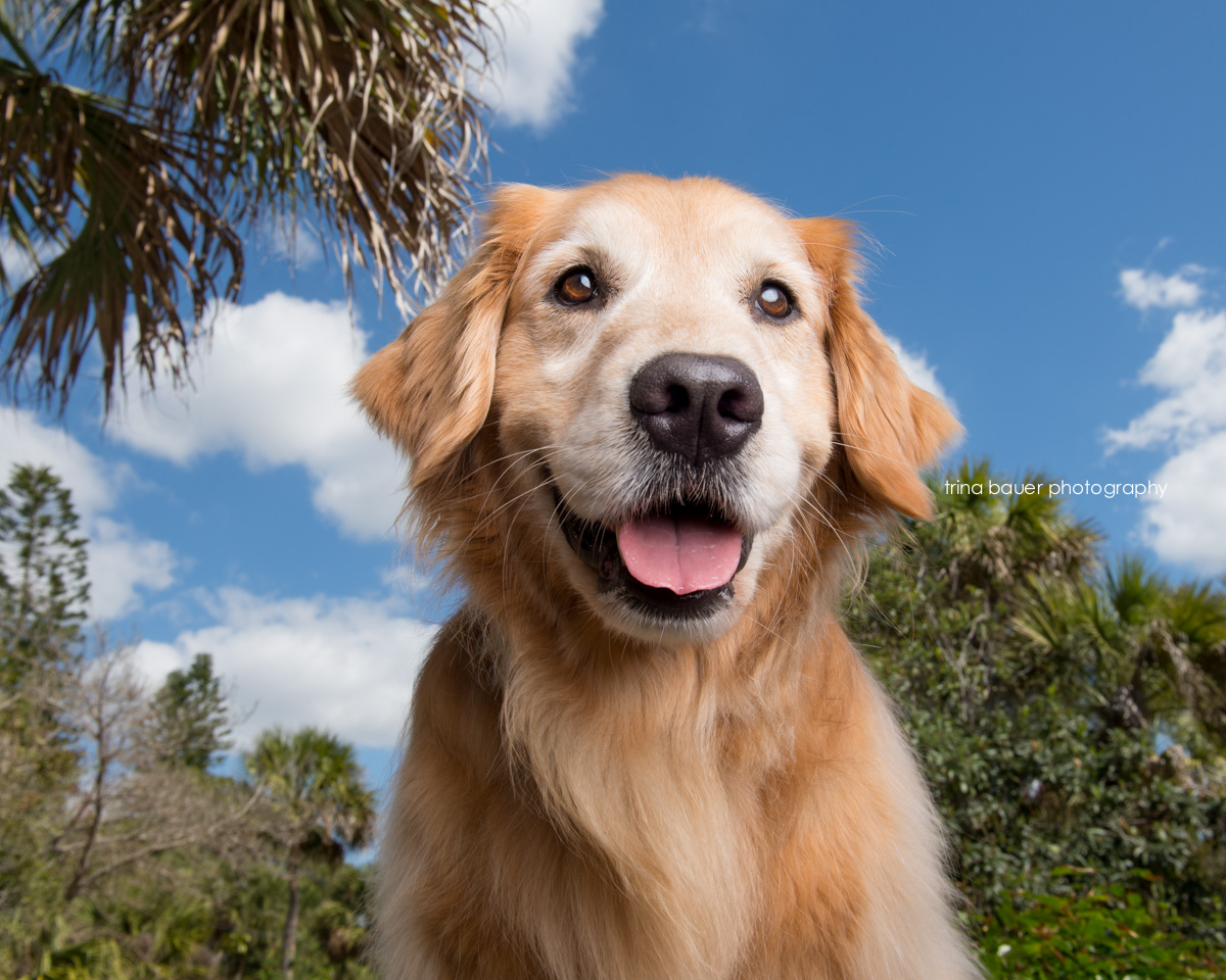 Hitting the Beach: Calling all Florida pets