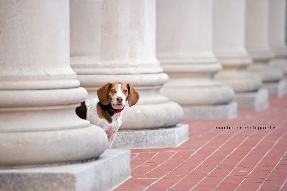 Penn State Dog Session | Penn State dog photographer