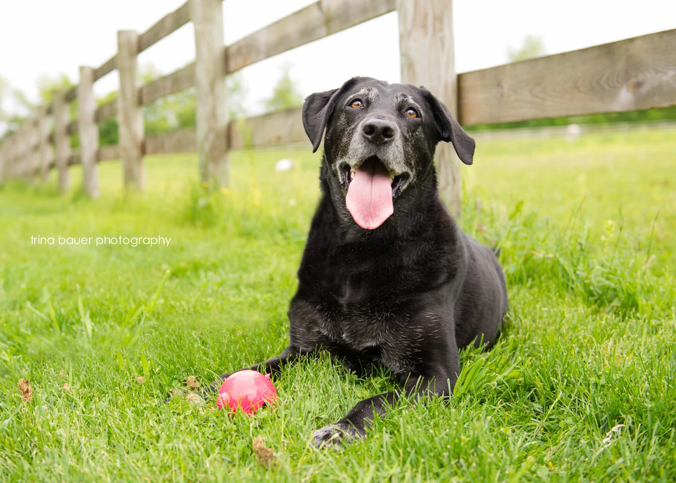 State College pet photographer - Maya and Zoey
