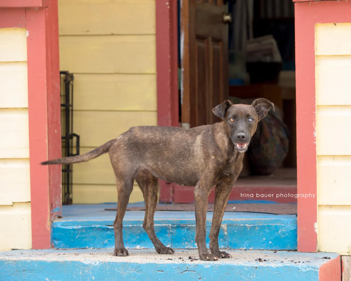 Dogs of Paaws - Antigua