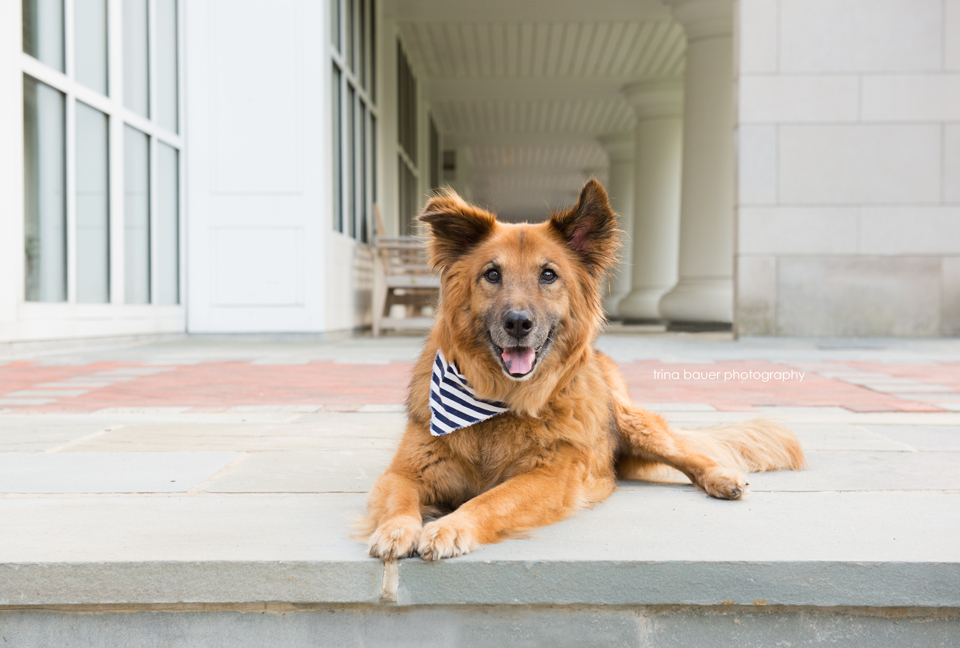 Penn State Dog Session: Gabby