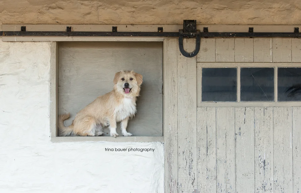 Happy Gotcha Day Kita!