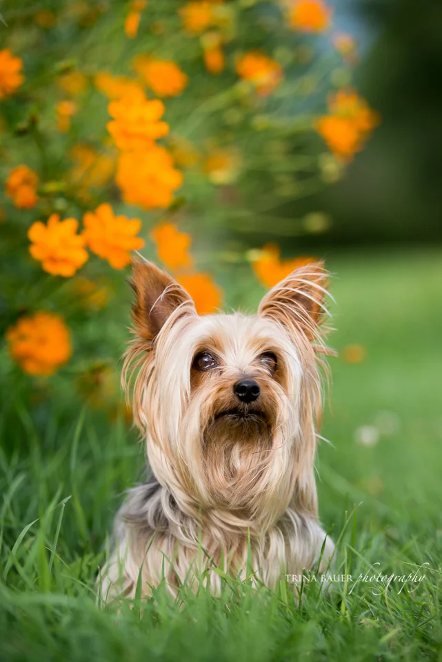 Model Call: Sammy | State College pet photographer