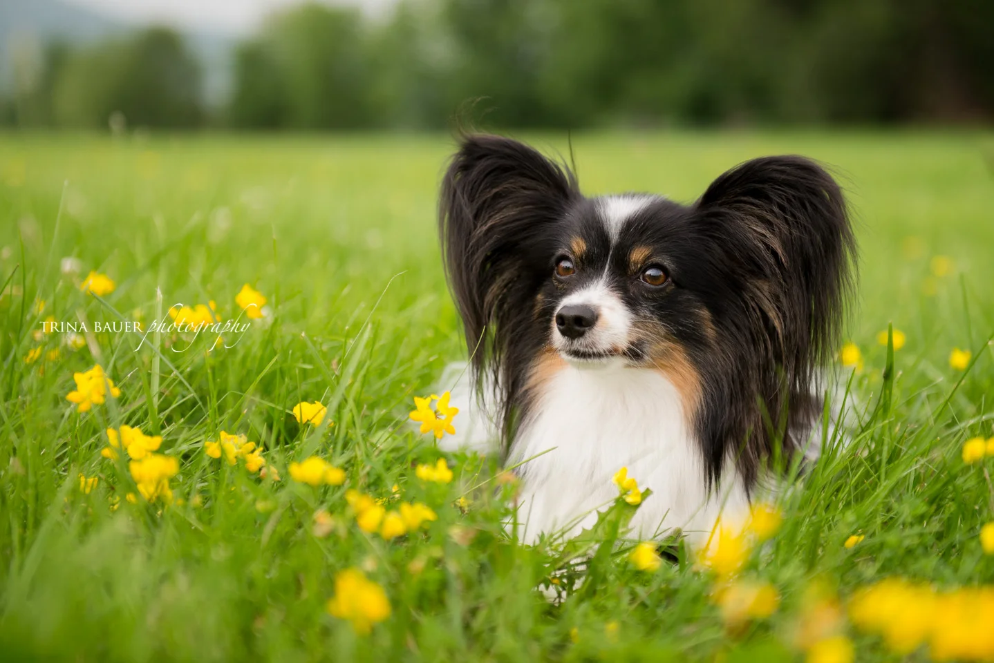 Model Call: Stash and Wager | State College pet photographer