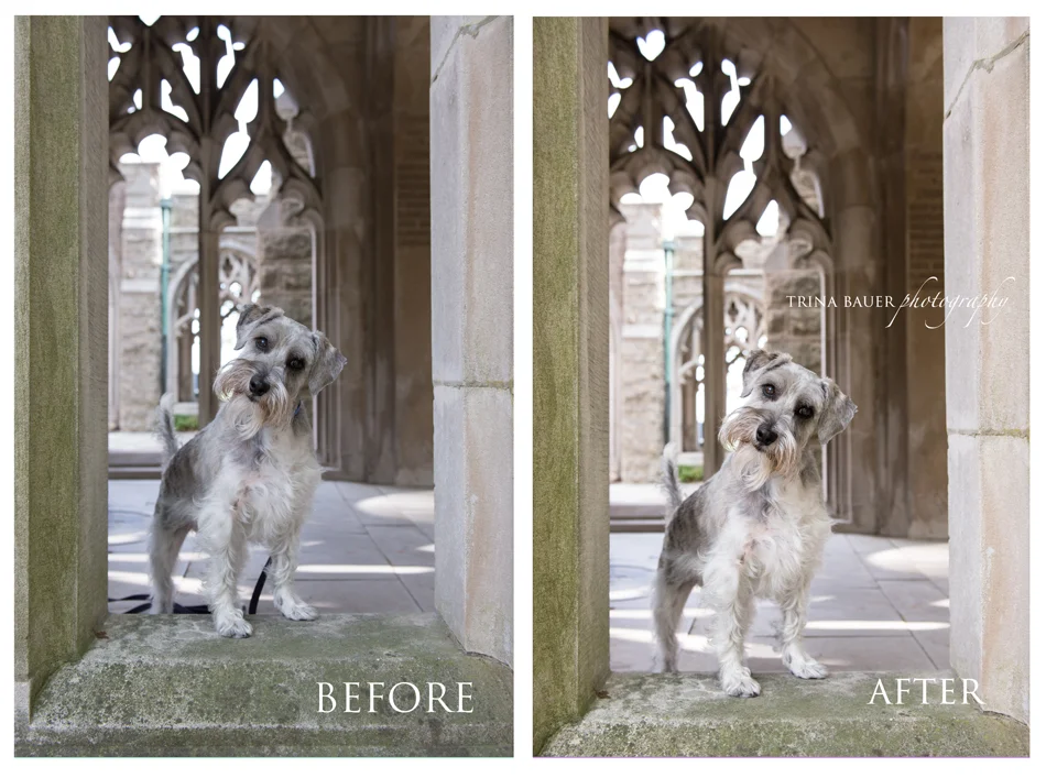 Unleashed! | State College pet photographer