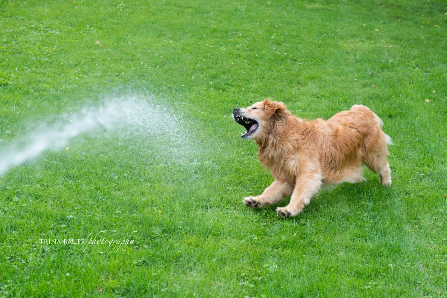 Project 52: Week 27 - Favorite Toy