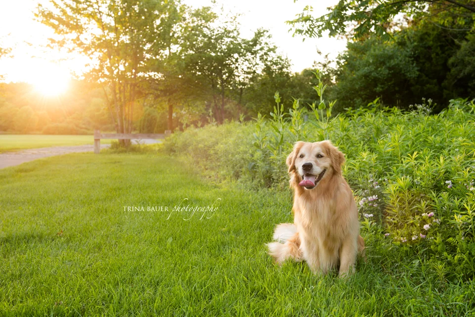 Choosing a location | State College pet photographer