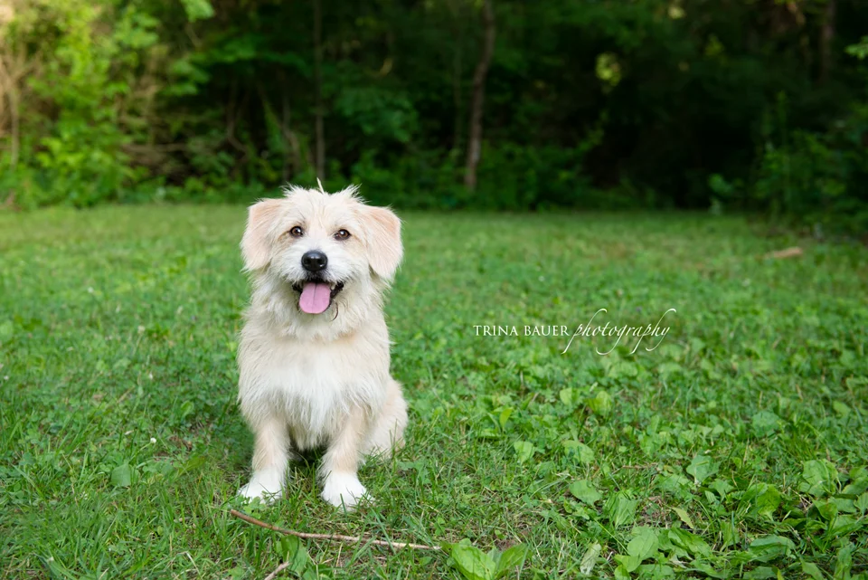 The best 2 jobs in the world! | State College pet photographer