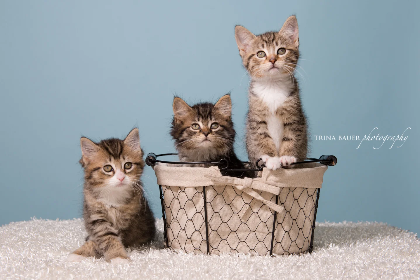 Why I volunteer at a local animal shelter | State College pet photographer