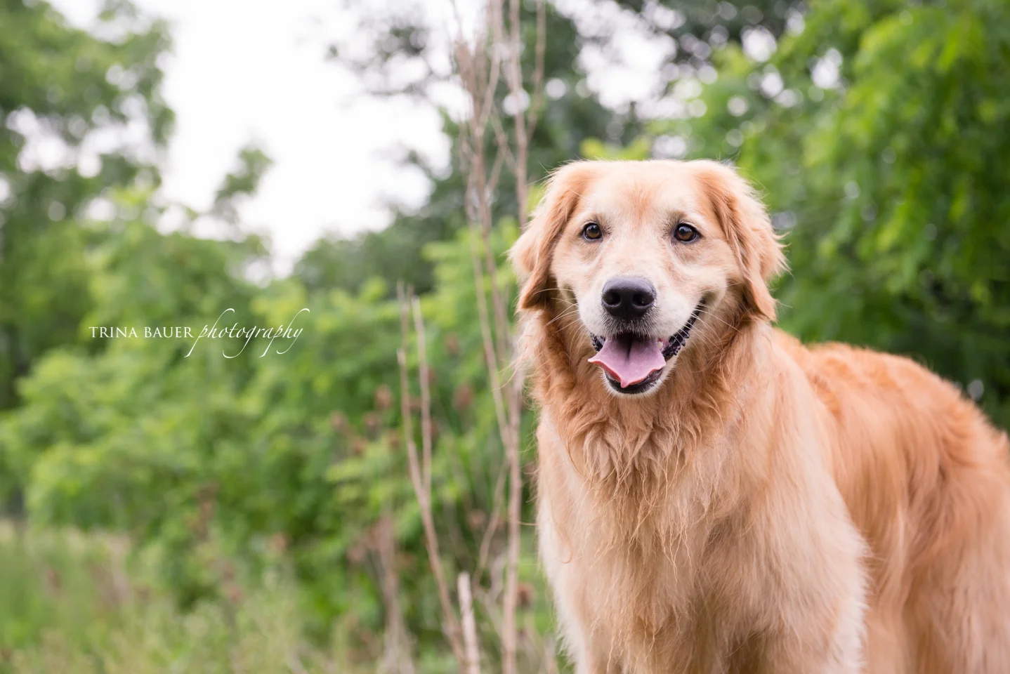 Why custom pet photography? | State College pet photographer