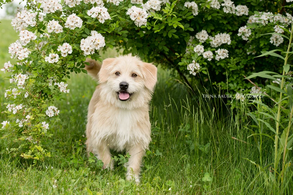 How does custom pet photography work? | State College pet photographer