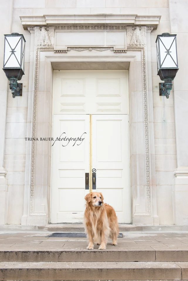 What is custom pet photography? | State College pet photographer