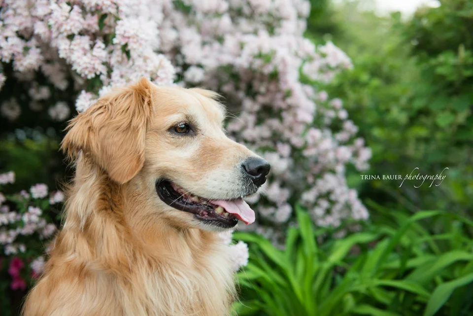 Project 52: Week 22 - Pets in Bloom