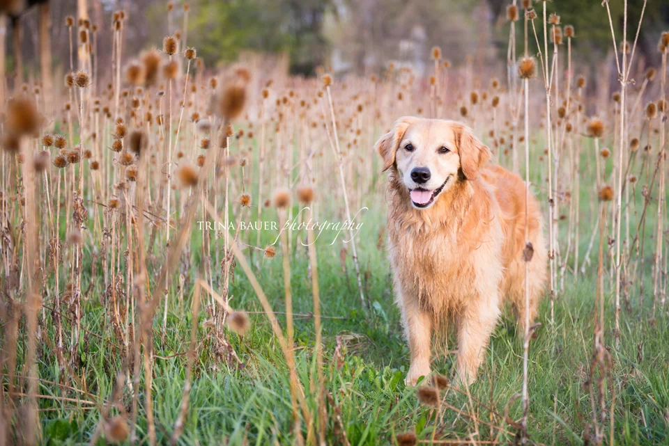 Project 52: Week 18 - Morning has broken