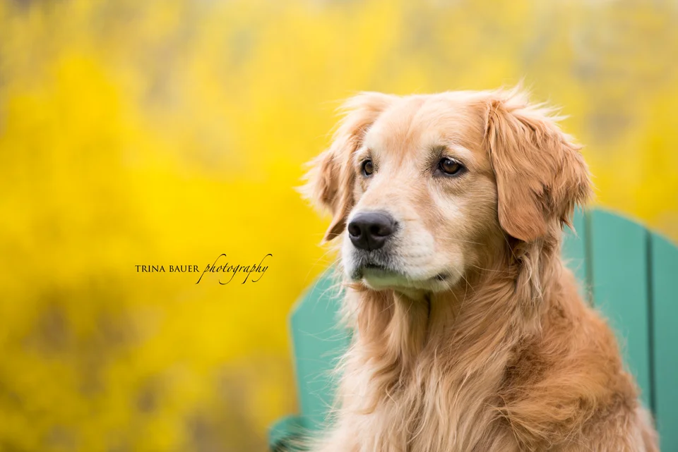 Project 52: Week 17 - Color