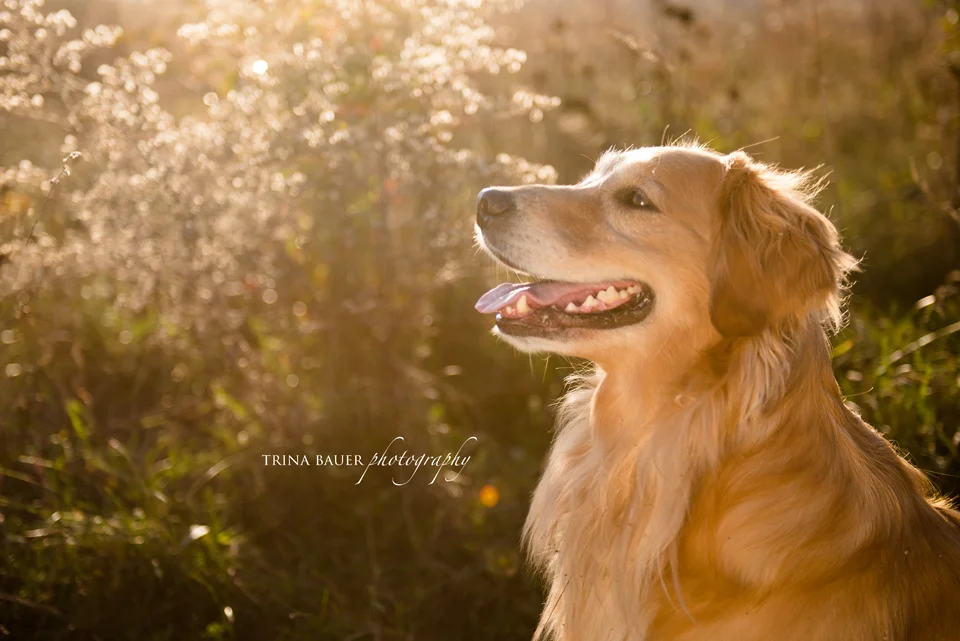 Project 52: Week 13 - Backlighting