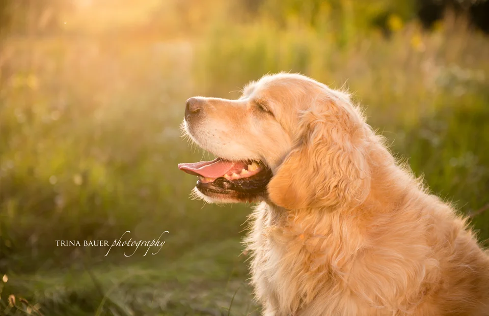 PAW PRINTS DIVAS workshop