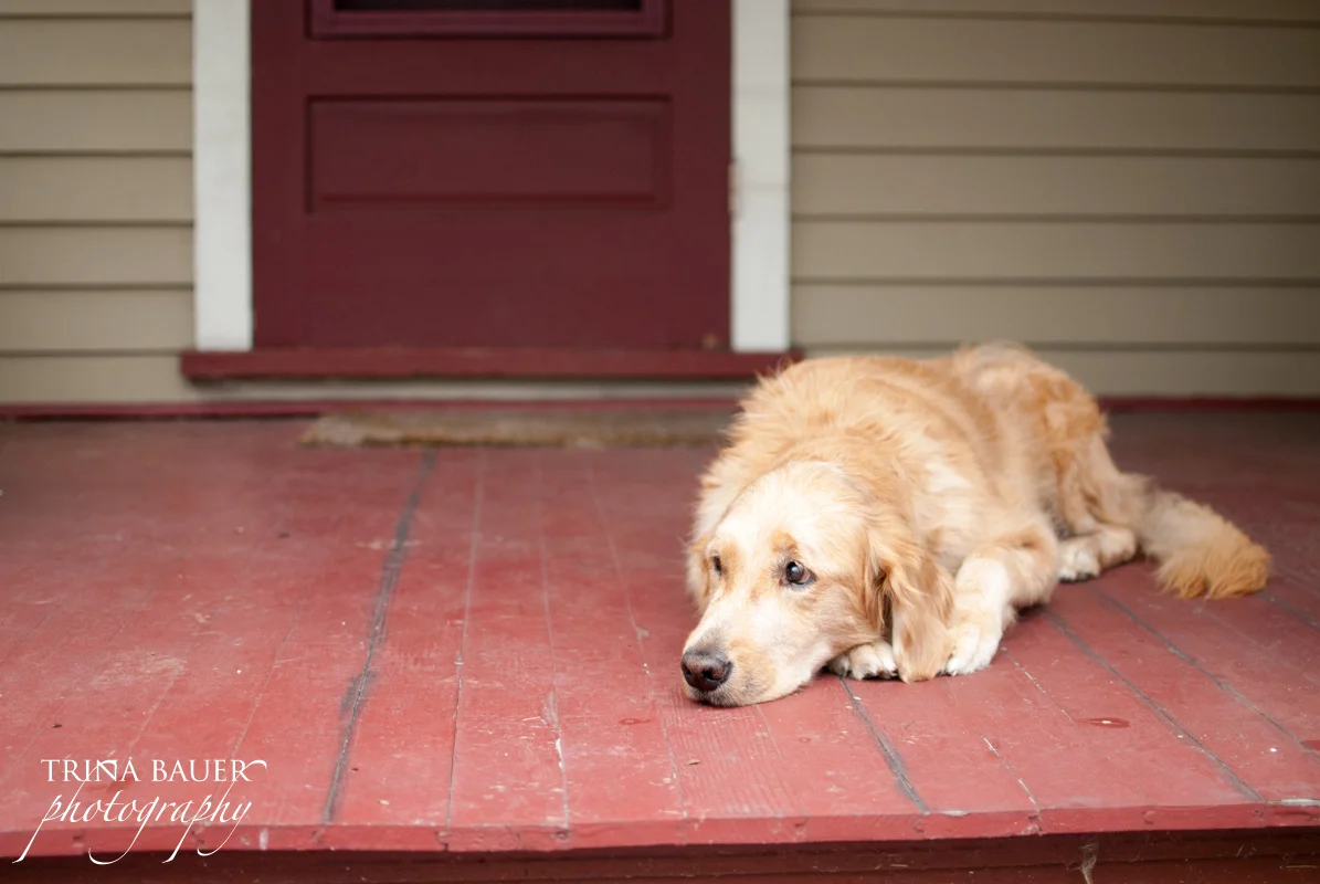 Tribute to a very special dog | State College pet photographer