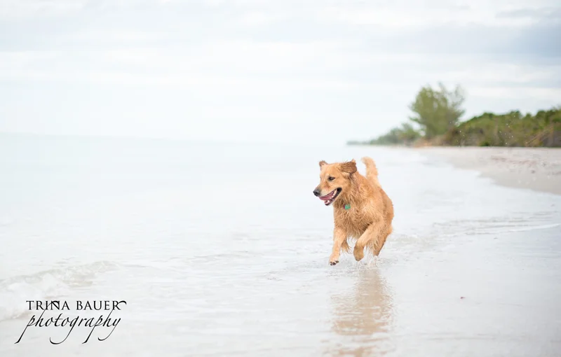 Top Ten - Hair of the Dog Blog