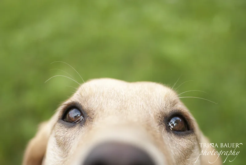 A letter to my foster dog | State College pet photographer