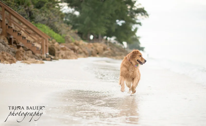 Izzy at the beach