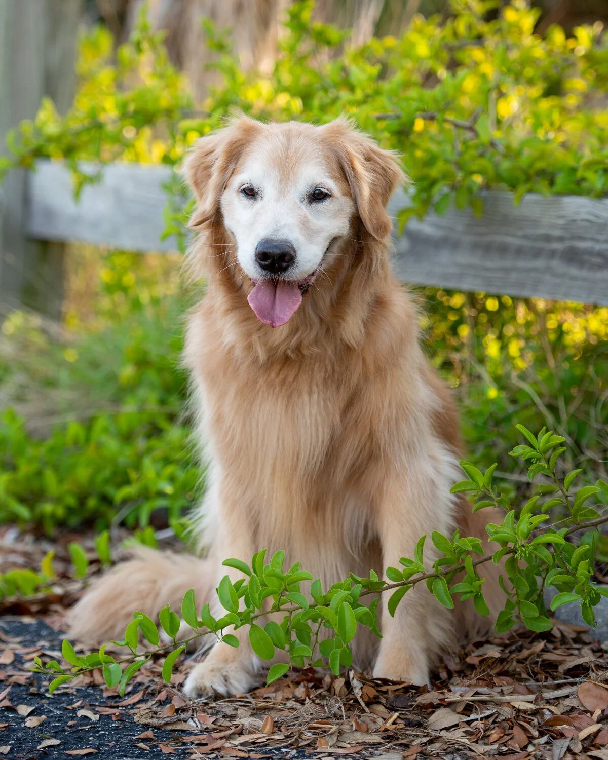 golden retriever in front of fence