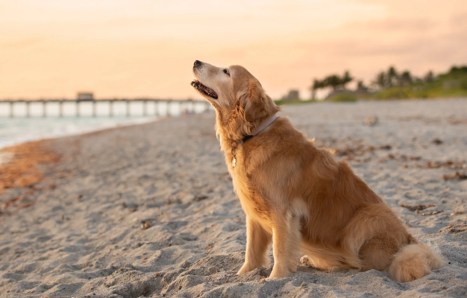 golden retriever on beach at sunset